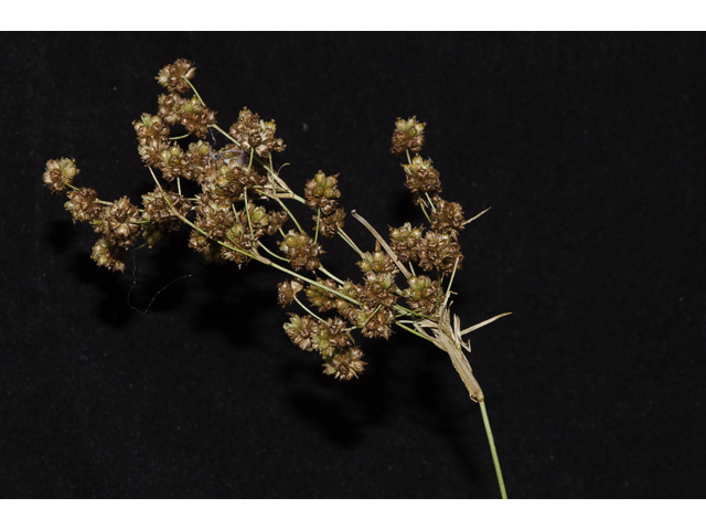 Juncus marginatus (Grassleaf rush) #48640