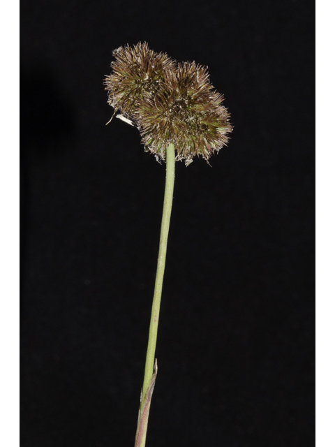 Juncus scirpoides (Needlepod rush ) #48656