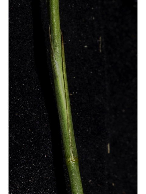 Juncus scirpoides (Needlepod rush ) #48657