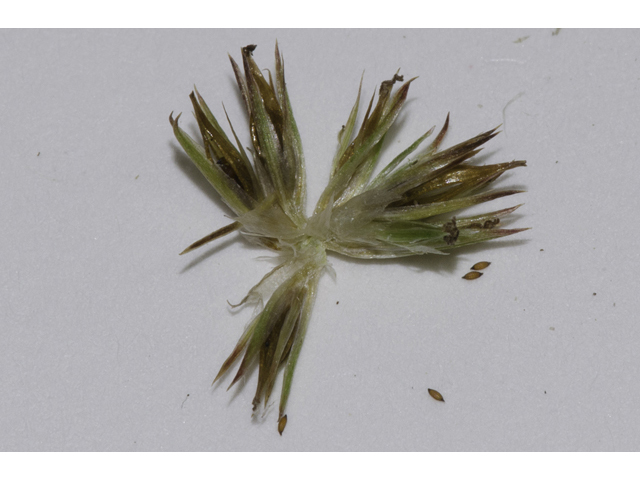 Juncus scirpoides (Needlepod rush ) #48659