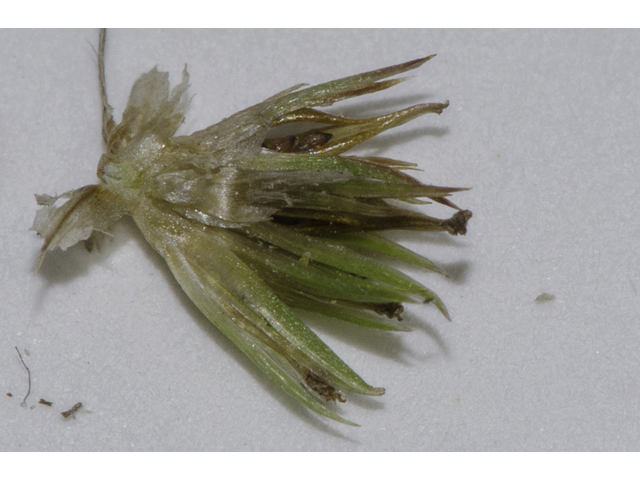 Juncus scirpoides (Needlepod rush ) #48661