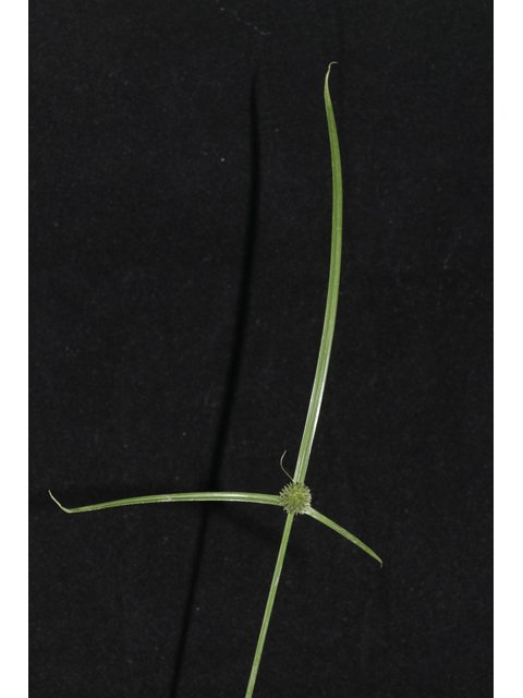 Kyllinga brevifolia (Shortleaf spikesedge) #48681
