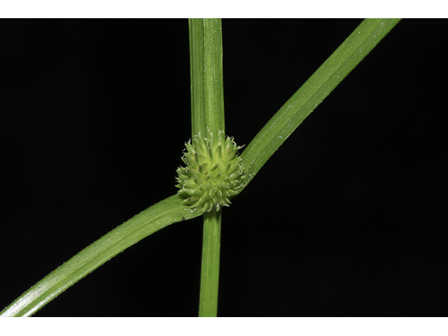 Kyllinga brevifolia (Shortleaf spikesedge) #48682