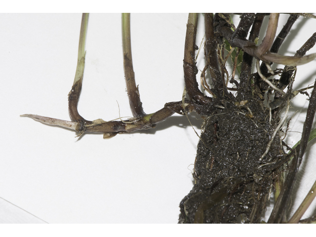 Kyllinga brevifolia (Shortleaf spikesedge) #48684