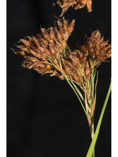 Rhynchospora caduca (Anglestem beaksedge) #48694