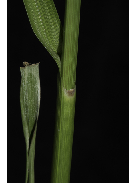 Rhynchospora caduca (Anglestem beaksedge) #48695