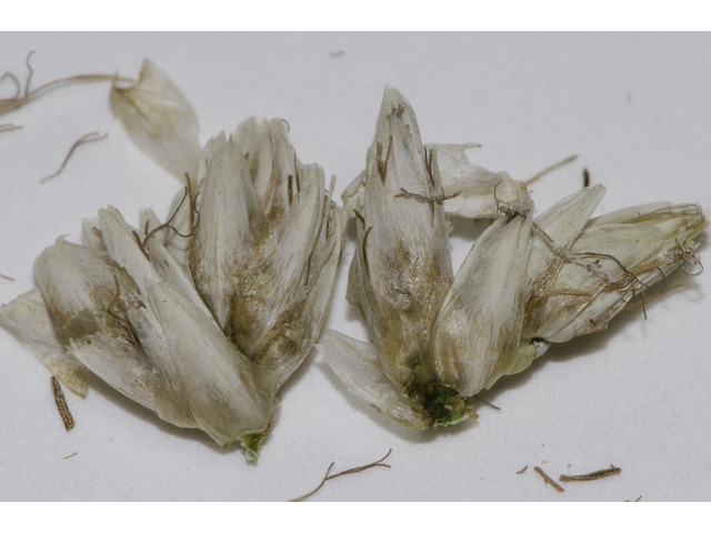 Rhynchospora colorata (Whitetop sedge) #48700