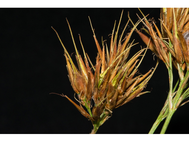 Rhynchospora corniculata (Shortbristle horned beaksedge) #48704