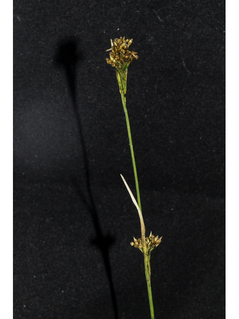 Rhynchospora elliottii (Elliott's beaksedge) #48707