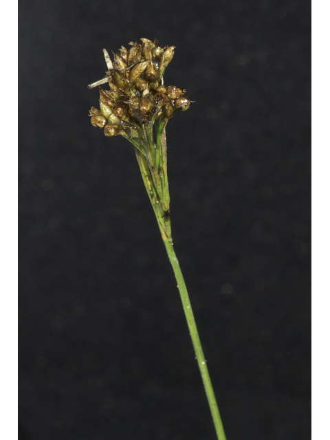 Rhynchospora elliottii (Elliott's beaksedge) #48708