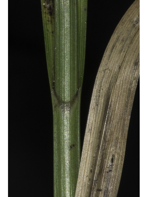 Rhynchospora elliottii (Elliott's beaksedge) #48710
