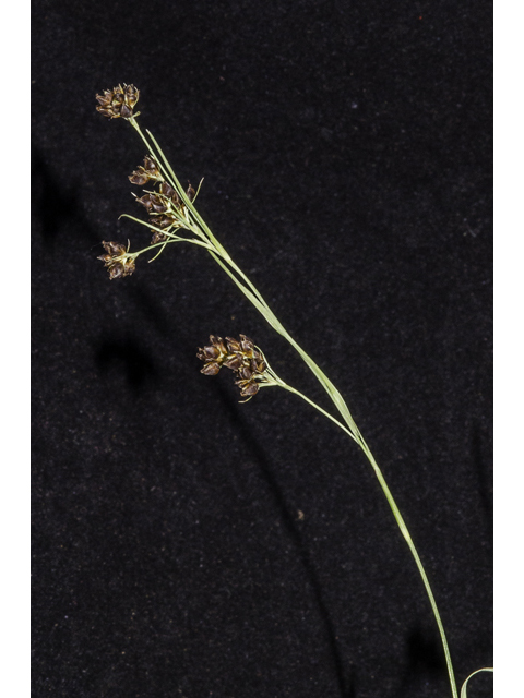 Rhynchospora globularis var. globularis (Globe beaksedge) #48714
