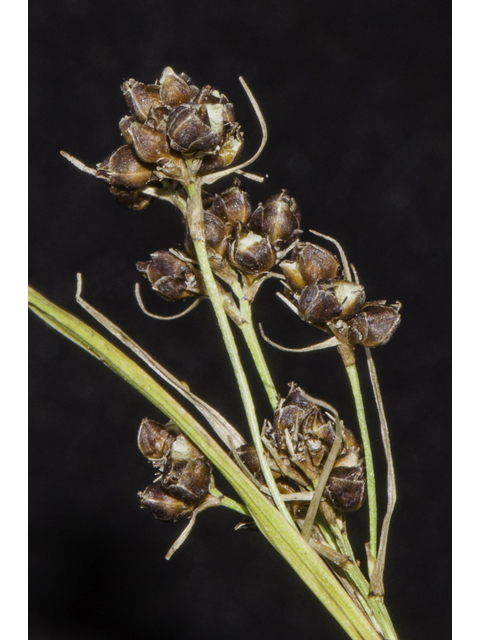 Rhynchospora globularis var. globularis (Globe beaksedge) #48715