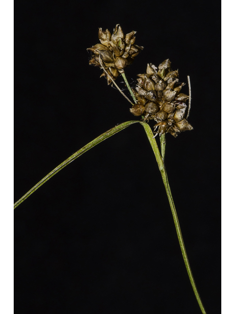 Rhynchospora globularis var. globularis (Globe beaksedge) #48716