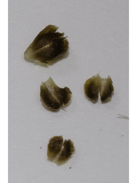 Rhynchospora globularis var. globularis (Globe beaksedge) #48718