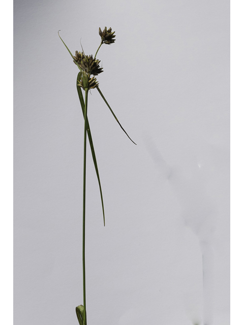 Rhynchospora indianolensis (Indianola beaksedge) #48721