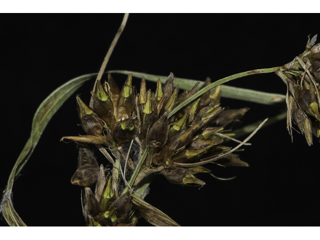 Rhynchospora indianolensis (Indianola beaksedge) #48723
