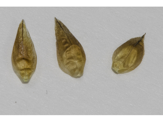 Rhynchospora indianolensis (Indianola beaksedge) #48724