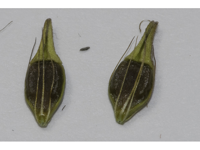 Rhynchospora indianolensis (Indianola beaksedge) #48725