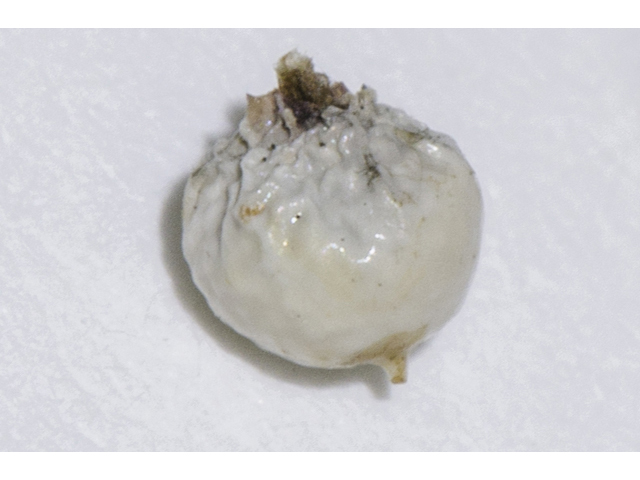 Scleria ciliata (Fringed nutrush ) #48779