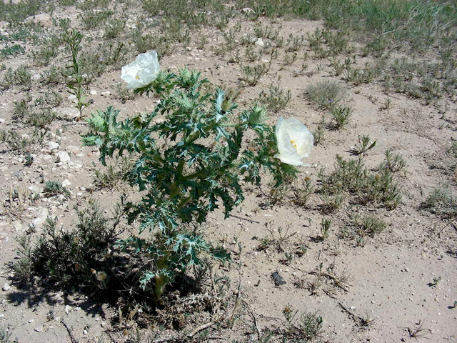 Argemone polyanthemos (Crested pricklypoppy) #36678