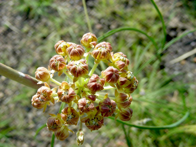 Asclepias engelmanniana (Engelmann's milkweed) #36690
