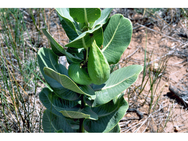 Asclepias latifolia (Broadleaf milkweed) #36692