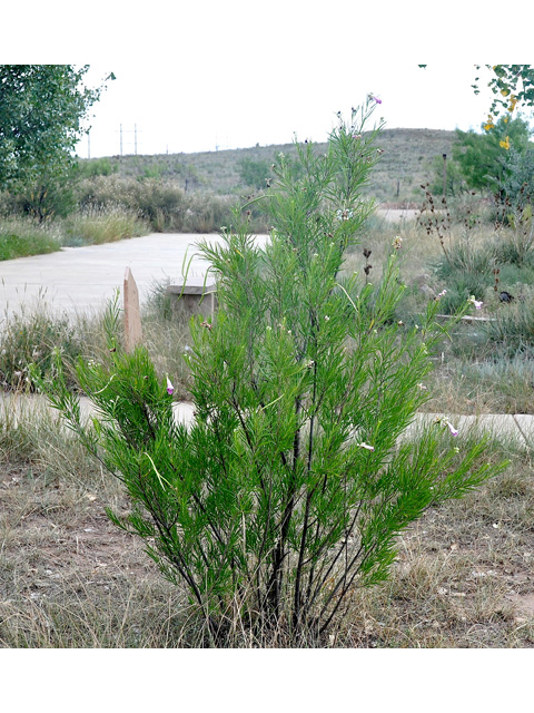 Chilopsis linearis (Desert willow) #36707
