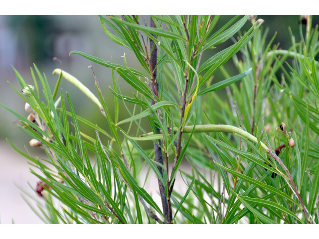 Chilopsis linearis (Desert willow) #36708
