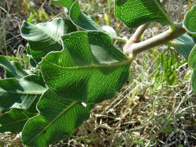 Asclepias viridiflora (Green comet milkweed) #36735