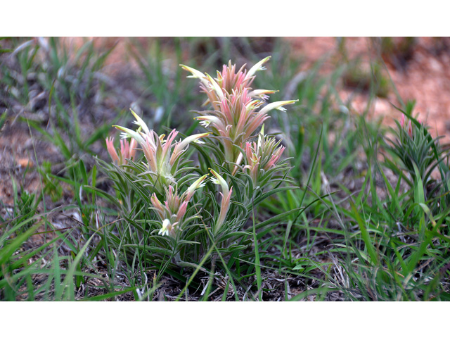 Castilleja sessiliflora (Downy painted cup) #36744