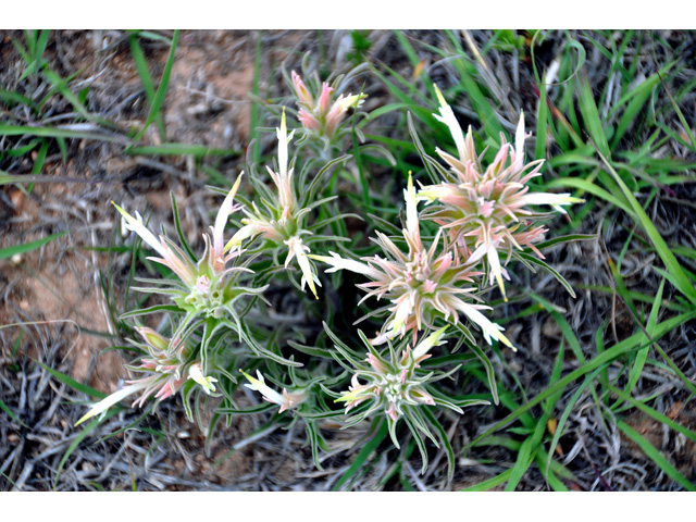 Castilleja sessiliflora (Downy painted cup) #36746