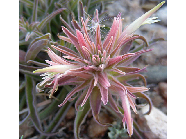 Castilleja sessiliflora (Downy painted cup) #36747