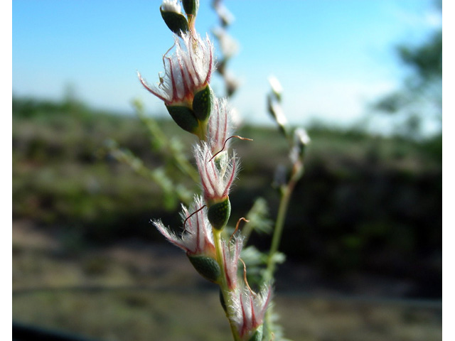 Dalea enneandra (Nine-anther prairie clover) #36754