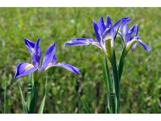 Iris giganticaerulea (Giant blue iris) #36757
