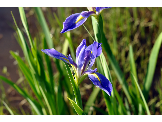Iris giganticaerulea (Giant blue iris) #36758