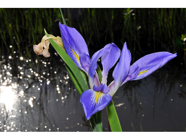 Iris giganticaerulea (Giant blue iris) #36760