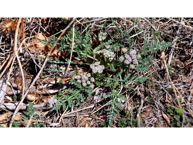 Cymopterus montanus (Mountain springparsley) #43126