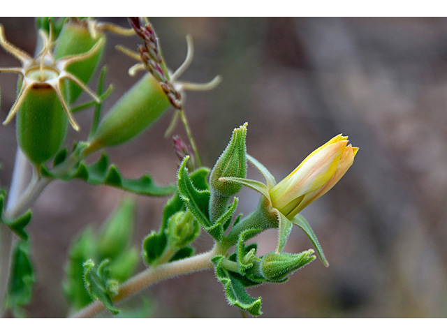 Mentzelia multiflora (Adonis blazingstar) #43137