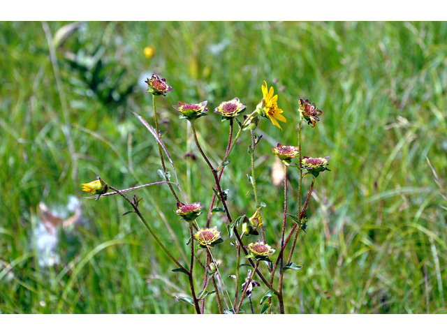 Silphium gracile (Slender rosinweed) #43152