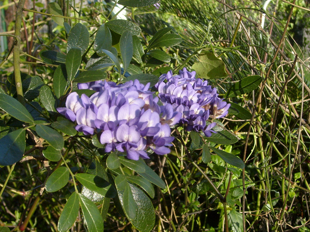 Sophora secundiflora (Texas mountain laurel) #28462