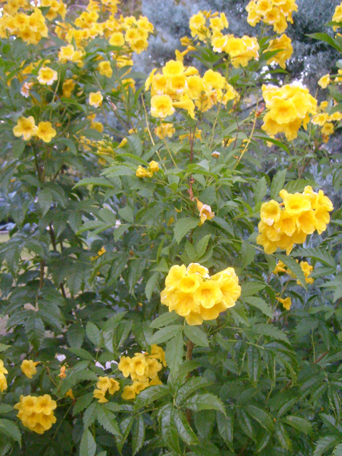 Tecoma stans (Yellow bells) #28500