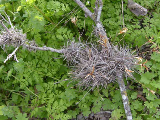 Tillandsia recurvata (Small ball moss) #28505