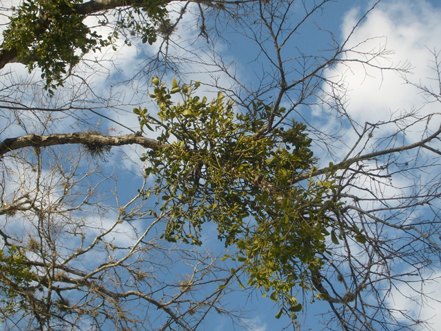 Phoradendron tomentosum (Christmas mistletoe) #28508