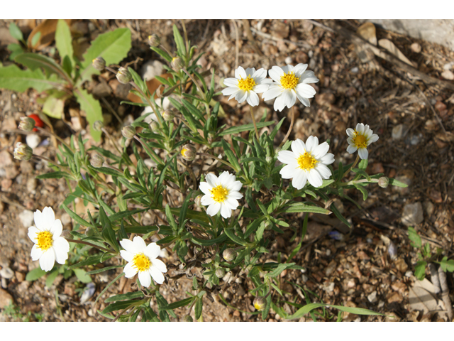 Melampodium leucanthum (Blackfoot daisy) #30466