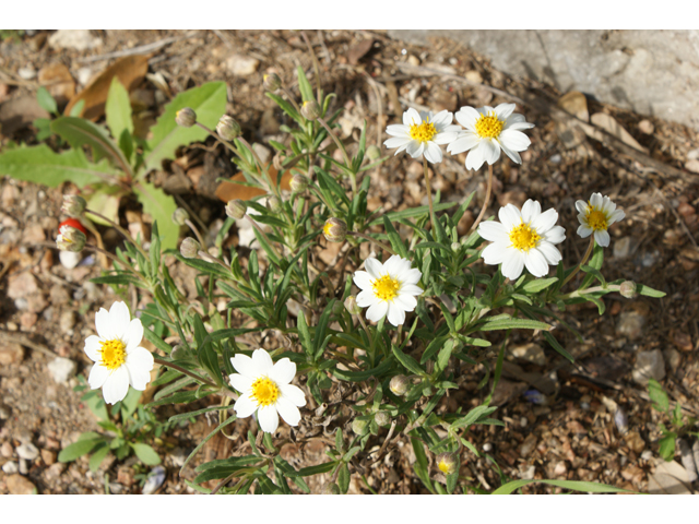 Melampodium leucanthum (Blackfoot daisy) #30467