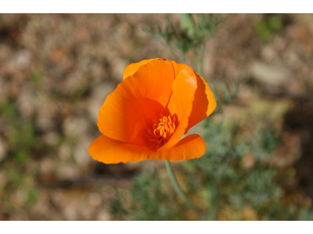 Eschscholzia californica ssp. californica (California poppy) #30468