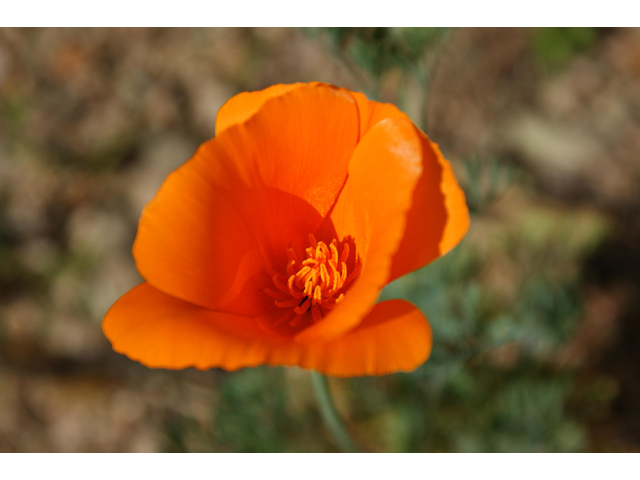 Eschscholzia californica ssp. californica (California poppy) #30469