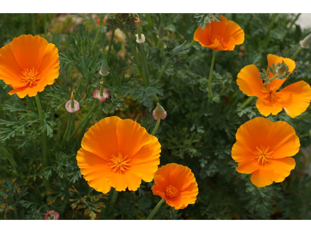Eschscholzia californica ssp. californica (California poppy) #30472