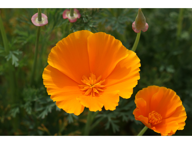 Eschscholzia californica ssp. californica (California poppy) #30473